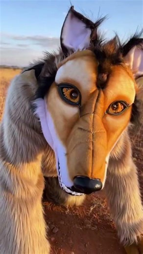 🤯A man dressed in a wolf costume approached a pack of wolves. The wolves' reaction was shocking.