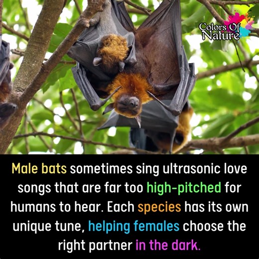 Male bats | Colors Of Nature