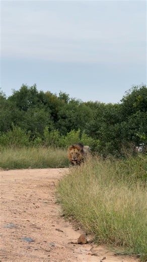 Hippo Pool male lions on a patrol mission! This handsome, fierce duo hails from the Shishangeni legacy, which once ruled the entire Crocodile Bridge area. These sons follow in their legendary fathers’ footsteps, controlling many prides across Kruger NP, and have many offspring that carry on their bloodline.. Great videos taken by @marelizeotto1 📍 Kruger NP, South Africa Photographer Credit:- @marelizeotto1 | Wild Lions