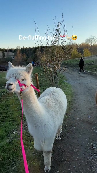 Adorable Alpaca Moments During De-Fluffing