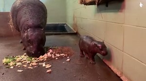 First look at adorable mini hippo after new baby arrives at Edinburgh Zoo