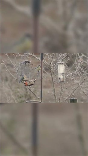 These feathered visitors stole the show #woodpeckers #robins #wildlife #birds #nature