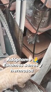 7.3K views · 806 reactions | Caso Externo Nos piden publicar este caso de gatitos bbs de dos meses y medio qué BUSCAN HOGARES RESPONSABLES Comen croquetas y comida humeda Son independientes y sociables Más información al 0 99 317 4979 Compromiso de esterilización | Adopción Animal Guayaquil - AG | Facebook