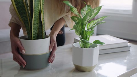 LA Jolie Muse White Ceramic Flower Pot Garden Planters 6.7 Inch Pack 2 Indoor Plant Containers with Gold and Grey Detailing