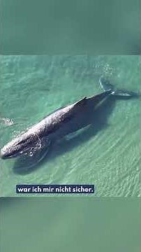 “90% wrong”: Mayor levels serious accusations against Robert Marc Lehmann 🐋