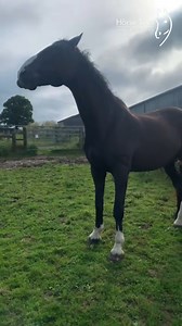 15K views · 408 reactions | When we say Hagrid loves a back leg...