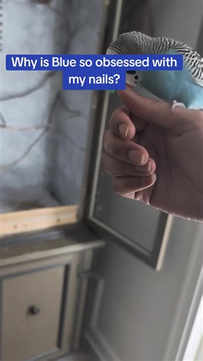Why is my parakeet so obsessed with my nails? Do your parakeets do this? #parakeet #parakeetsoftiktok #parakeets
