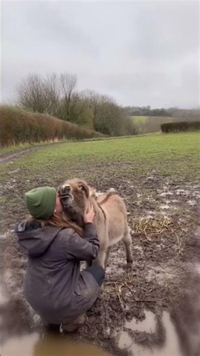 Donkey Missed His Mom So Much 💞