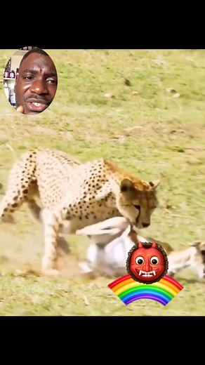 Leopard 🐆 chased and catch antelope mercilessly #viralreelschallenge #animallover #fblifestyle #goviral #gehgeh | Real Dignified Tv