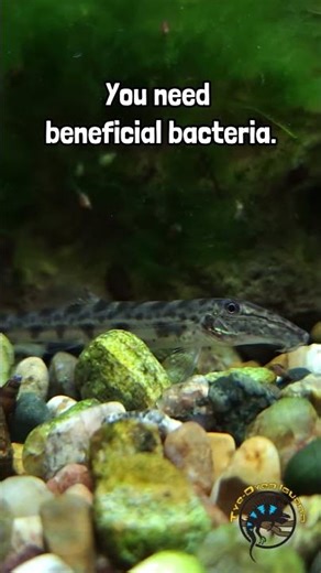 New Tank? Use This To Jumpstart It! 🦠🐟 #fish #fishtank #filters #fishkeeping #pets