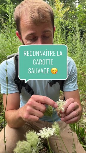 Découvrez les secrets de la carotte sauvage !