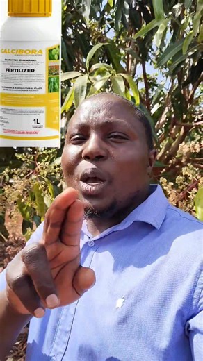 Mango spray program Growmate KENYA | Jeremiah Kawai