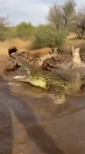 Hyena vs Coyote The Crocodile is actual Hunter