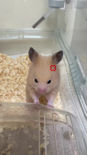 おでこが広くなっちゃった笑 #怒ってる#ハムスター#キンクマ#可愛い | キンクマハムスター