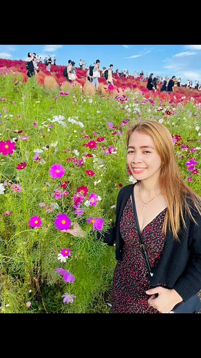 31 reactions | Cosmos Flowers Hitachi Seaside Park, Japan. #fypreelsシ゚viralシ@highlight | ジョ ラムヨ Buenaflor | Facebook