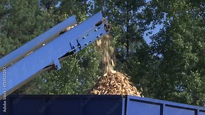 the sawdust conveyor works at a woodworking plant. production waste is dumped in a large pile. lumber remnants. Production of wood chips, stocks for shipment