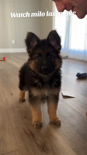 Milo want just a like #funnydogvideos #germanshepherd #pet #dog #dogsoftiktok