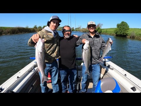 Spring run stripers fishing rio vista ca trolling with rattle traps 3/15/2026