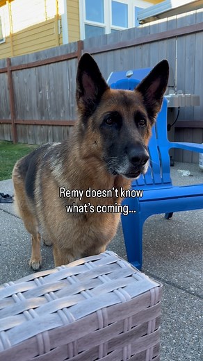 Dad and Sutton are plotting in the background and Remy has no idea what’s coming. #gsd #dogandbaby #family #funny | Fluffbutt Remy