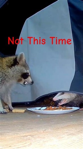 The Bone Bandit Strikes Again 🦦🦝 #shorts