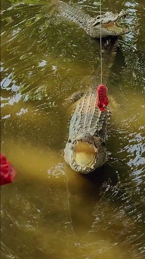 Mekong River Adventures: Crocs, Boats & Hidden Gems!