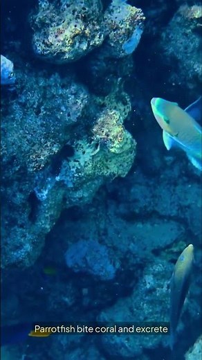 CrazyFacts | Daily Mind-Blowing Facts You Didn’t Know 🤯🌍 #CrazyFacts #DidYouKnow #InterestingFacts