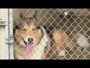 Seven dogs free to good home at Battle Ground shelter
