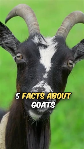 Discover 5 Fascinating Facts About Goats Now!