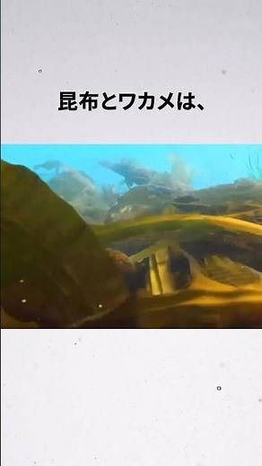 昆布とワカメの違いって...？ #雑学 #shorts