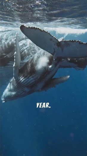 The Whale Song Mystery Scientists Still Can’t Explain