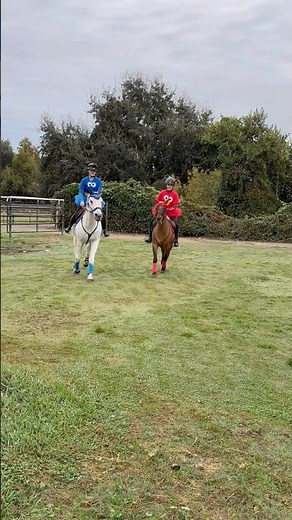 Elmo❤️&Cookie Monster💙 #horse #equestrian #riding #sesamestreet ￼