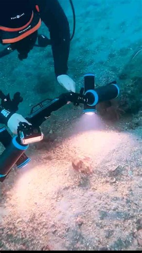 This Fish Has Legs! A Shocking Discovery