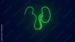 Urinary system anatomy human body medical science animation