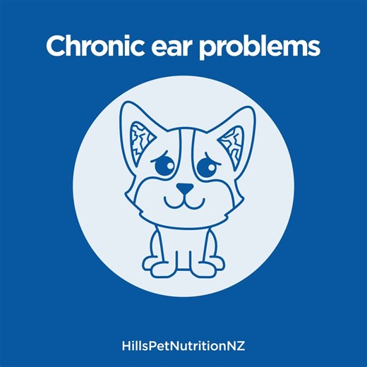 Lactose intolerance, nuts & shellfish. We know that humans have plenty of allergies but did you know that our furry friends may also have some food allergies? Check out a few signs to look for in case your dog might have some allergies. 🤧🐶 | Hill’s Pet Nutrition