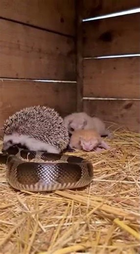 Home Video: Hedgehog Protects Kittens from Snake! 🦔🐍😹 | Tiny Hero Caught on Camera