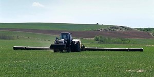 What's the Most Cost Effective Way to Control Wild Oats?