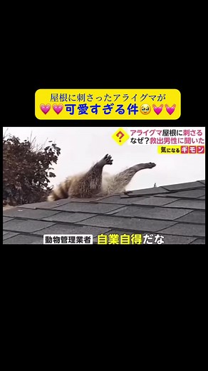 アライグマの面白動画で爆笑！