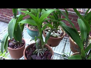 Orchids..........feeding....how much, how often ?