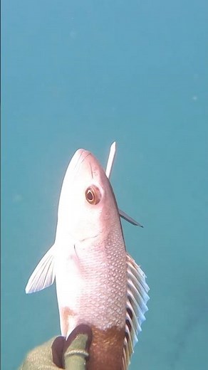 Solo Spearfishing Adventure in Maui: Hunting Epic Fish