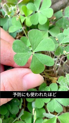雑草なのにスゴい！「カタバミ」に隠された驚きの栄養効果