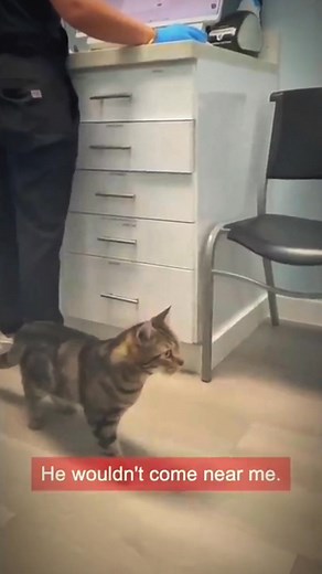 56K views · 3.7K reactions | “I adopted a cat from a lab — and her...