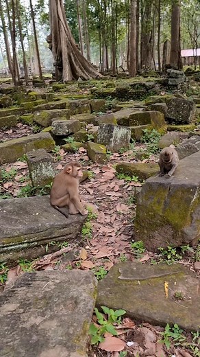 3.1K views · 72 reactions | The first see baby Leo groom monkey Jinx | Monkey Care | Facebook