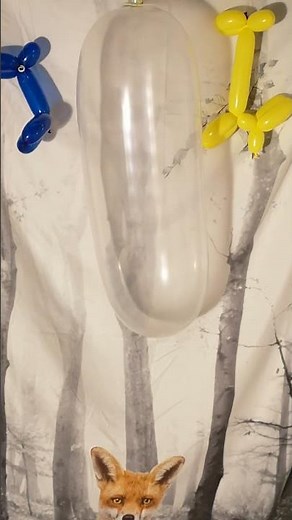 How much Air goes into a Condom? Brand Yosi Pump to Pop #balloonpop #balloon #balloons