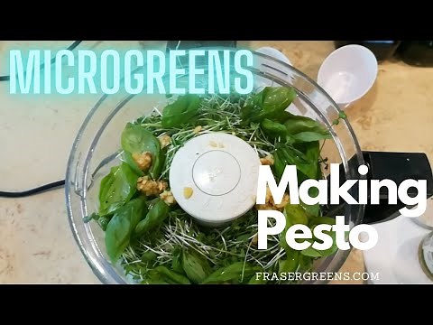 How to Cook with Microgreens - Making Pesto!!
