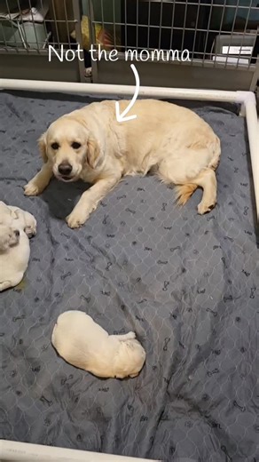 Inside the Puppy Pen: Day 13 You may notice that in the first couple of weeks, mama dogs don’t always allow other dogs in the puppy pen, even dogs they normally love. This is completely normal and instinctive behavior. During the first two to three weeks, mama’s focus is entirely on protecting her puppies. Even well-intentioned visitors get told “not today.” Patsy is a wonderful mama herself and loves puppies, so she tries to sneak in for some baby cuddles. But Reba, being the mama, sets a firm 