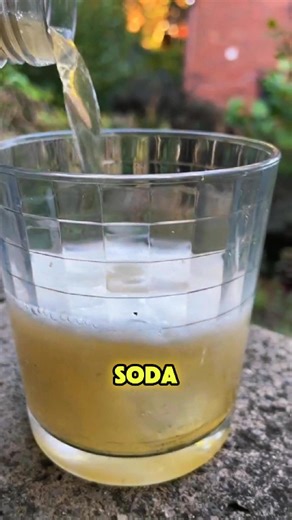 Sassafras (genus Sassafras) is a small deciduous tree historically used for root beer, teas, and filé powder in Cajun cooking — but one compound in the oil, safrole, led to regulatory bans for food flavoring in some countries. Native American peoples used sassafras widely for medicinal teas, poultices, and food, and the Choctaw origin story of filé highlights its culinary roots.  Ecologically, sassafras helps wildlife (fruit for birds, host plant for some moths) but also shows allelopathic tend