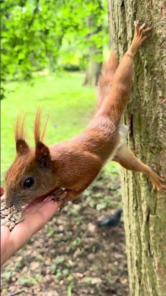 This Squirrel Must Do Pilates || ViralHog
