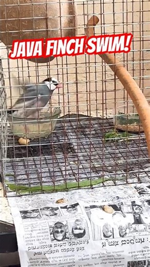 Java finch enjoying water bath #liriklagu #yaali
