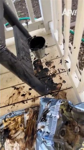 No words, just mess 😖 #afv #funny #shorts