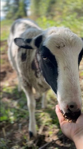 Hand-feeding barley to my lamb makes us happy